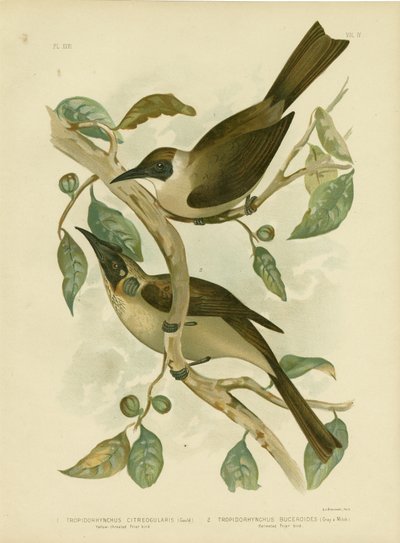 Friarbird à Gorge Jaune ou Petit Friarbird, 1891 - Gracius Broinowski